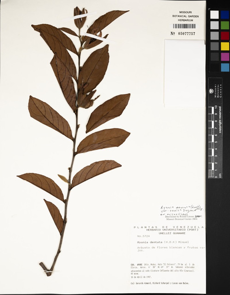 Ryania dentata var. toxica
