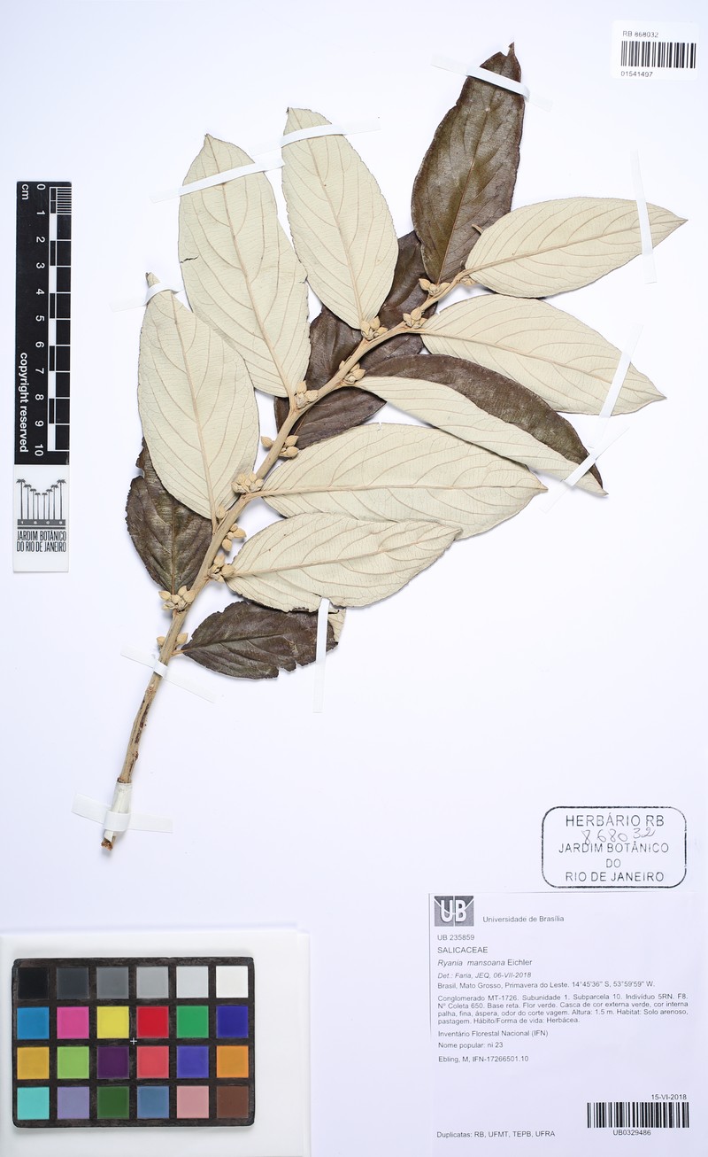 Ryania mansoana