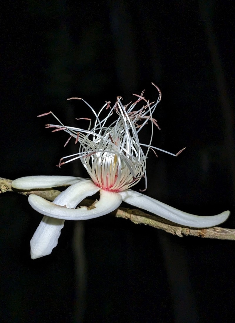 Ryania pyrifera
