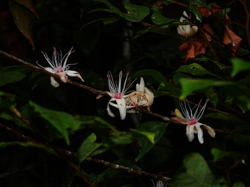 Ryania pyrifera photo 2