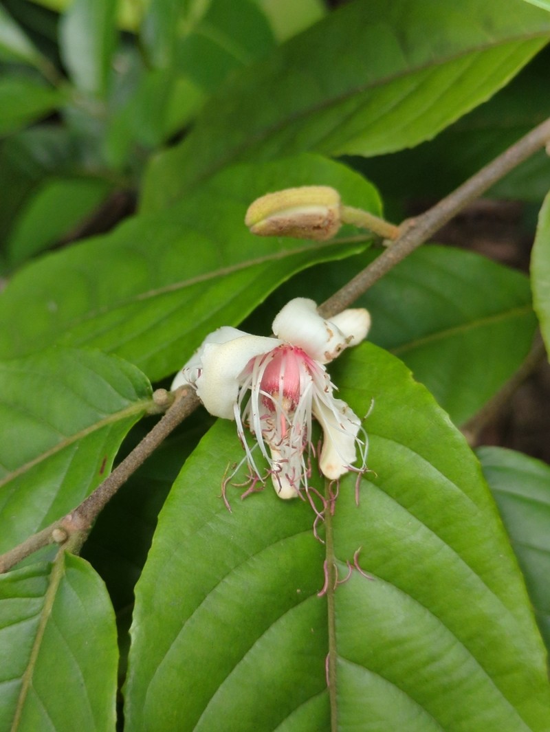 Ryania pyrifera photo 3