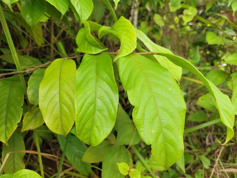 Ryania pyrifera photo 4