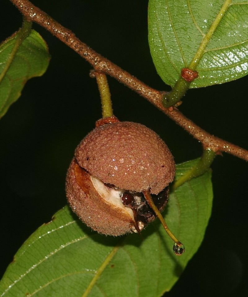 Ryania pyrifera photo 5