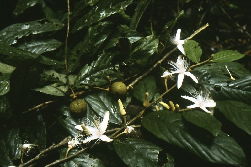 Ryania pyrifera photo 6