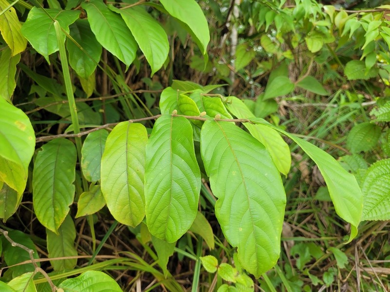 Ryania pyrifera photo 7