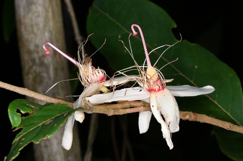 Ryania pyrifera photo 8