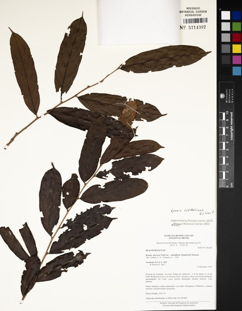 Ryania riedeliana
