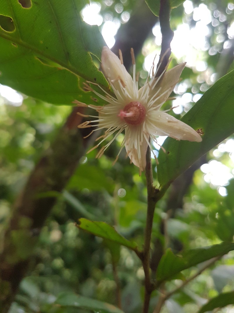 Ryania speciosa