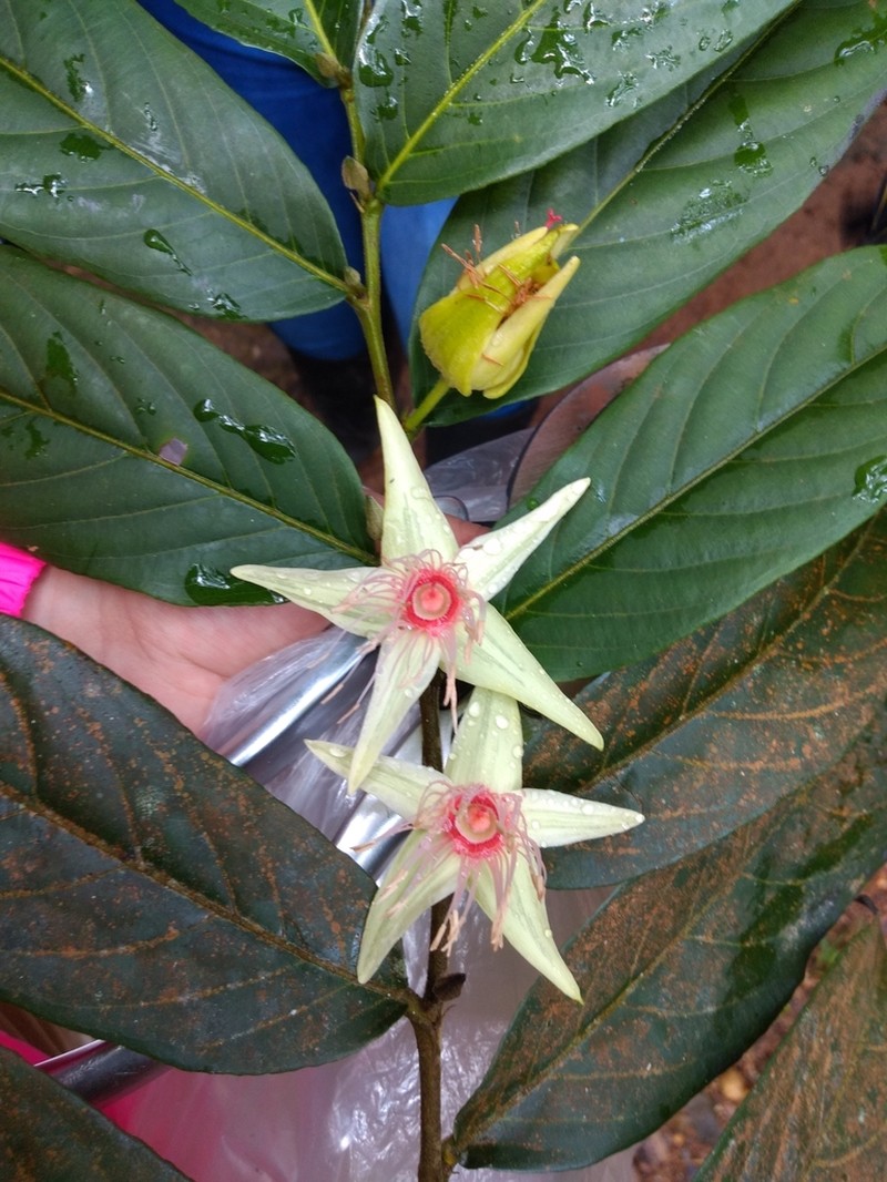 Ryania speciosa photo 2
