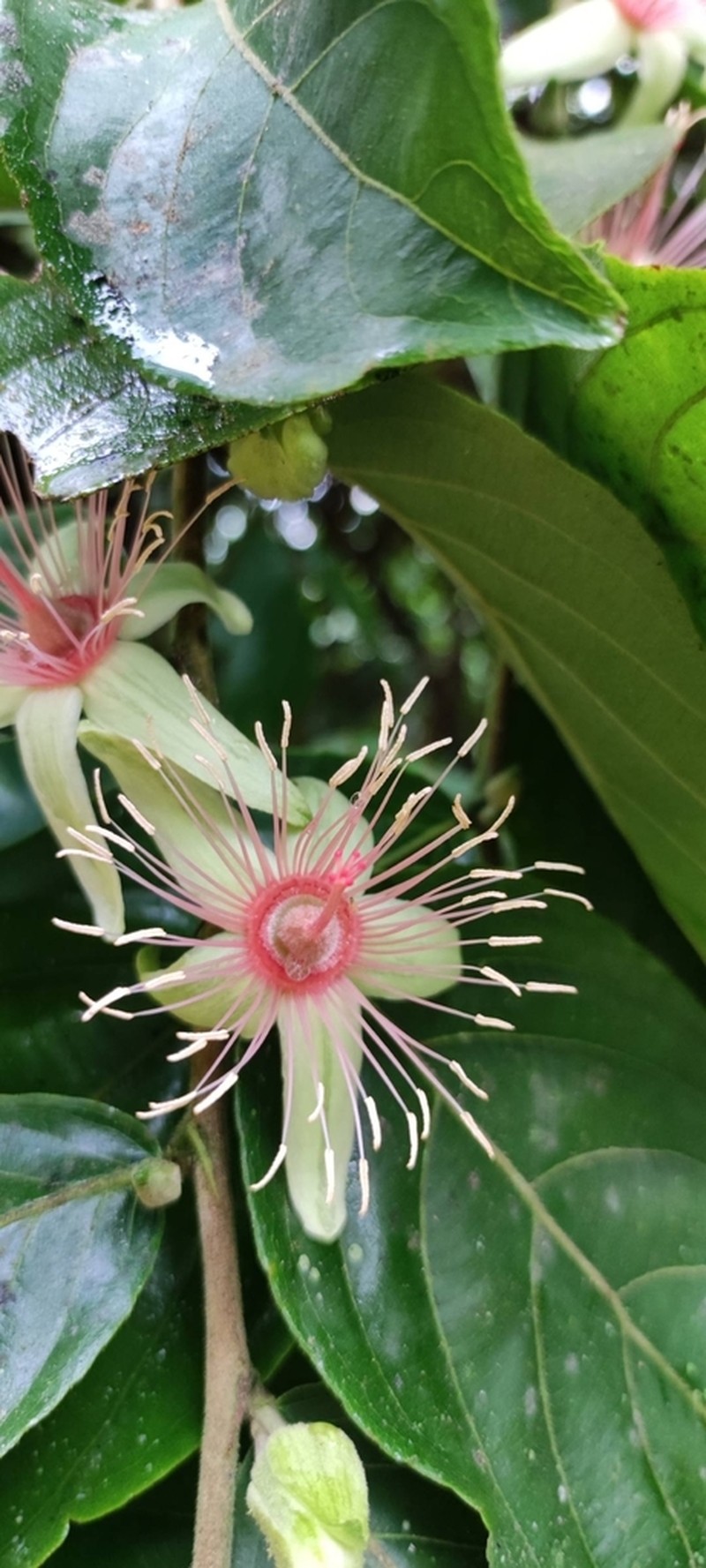 Ryania speciosa photo 3