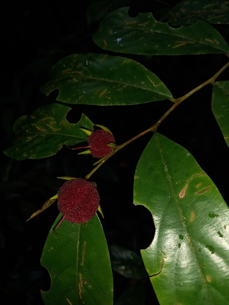 Ryania speciosa photo 4