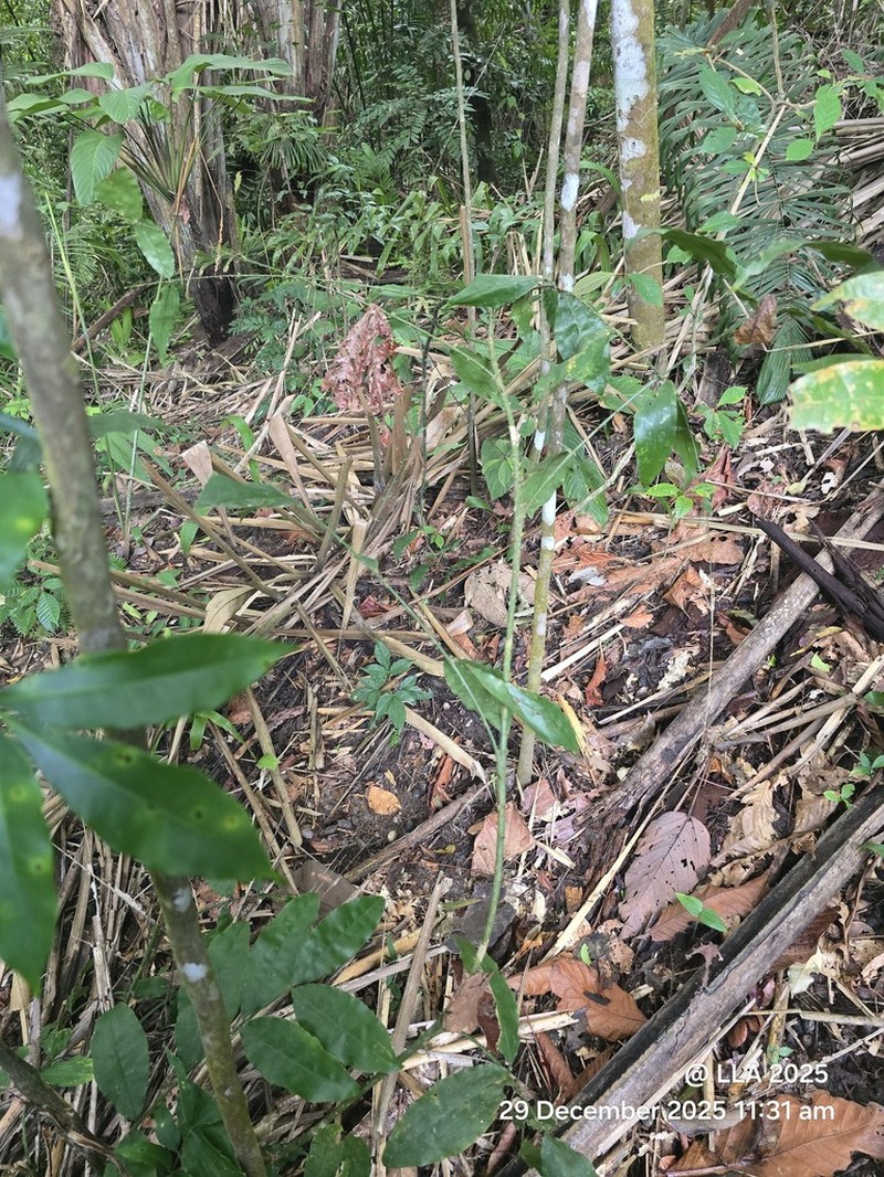 Ryania speciosa photo 5