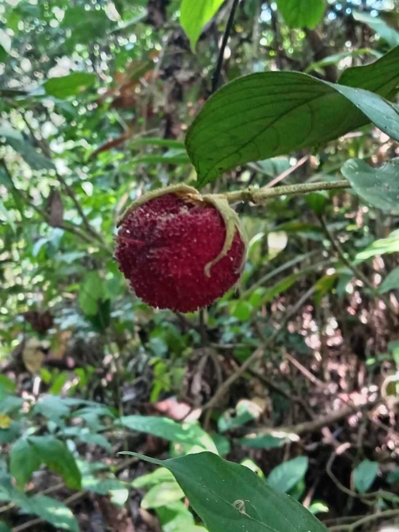 Ryania speciosa photo 6