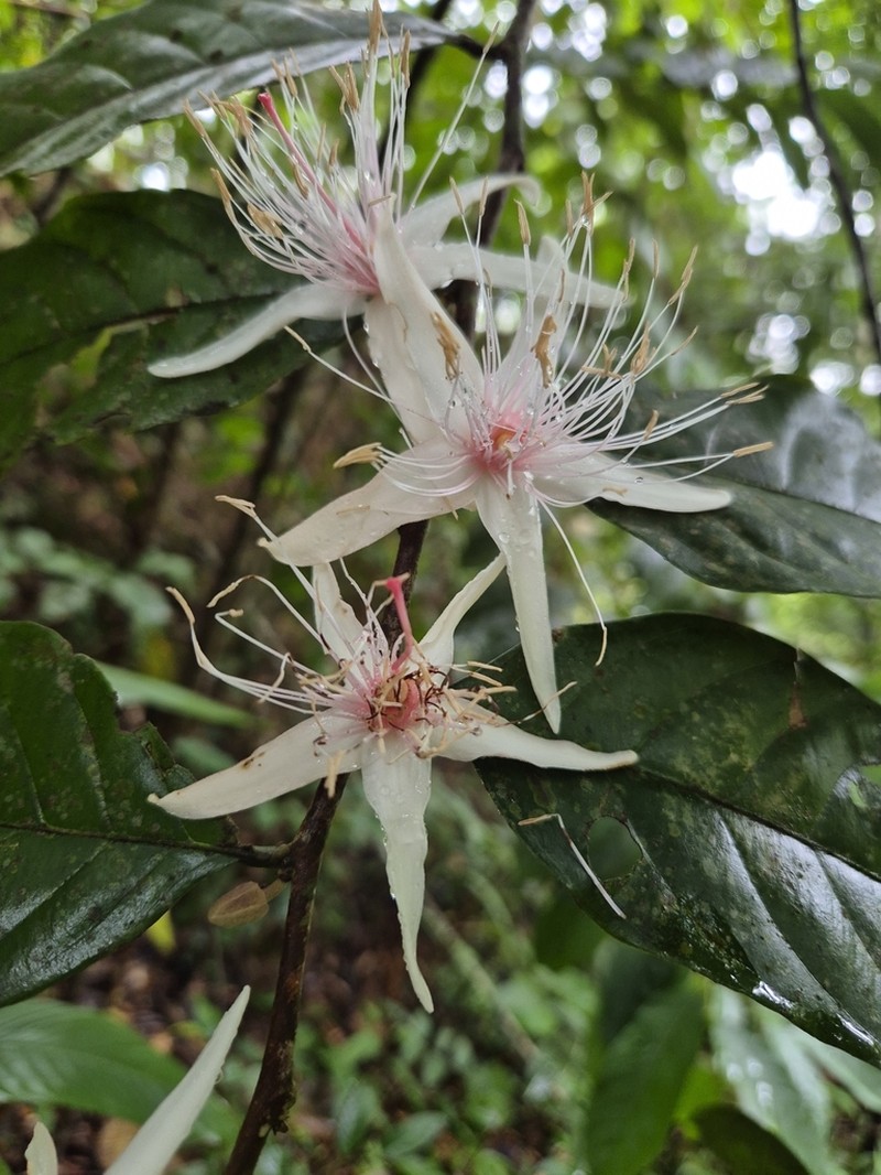 Ryania speciosa photo 7