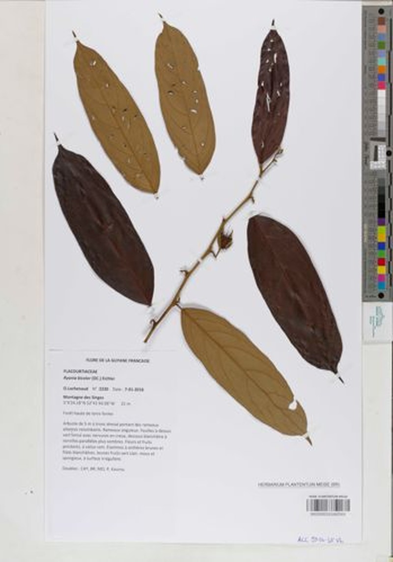 Ryania speciosa var. bicolor
