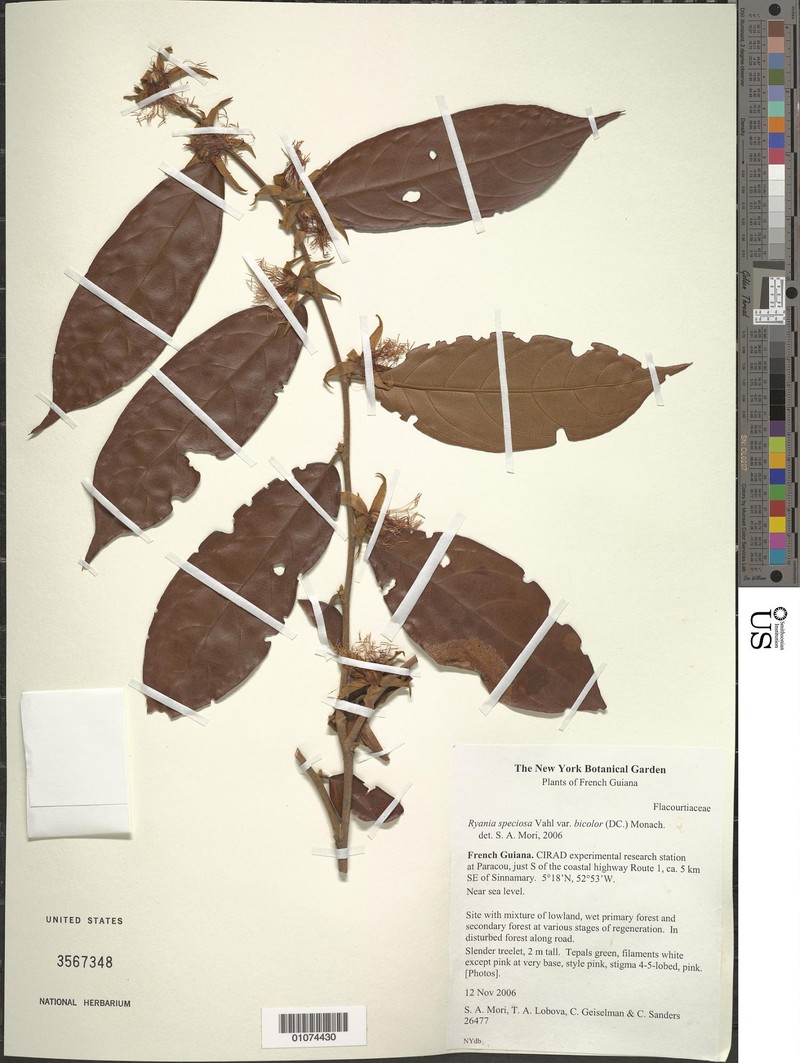 Ryania speciosa var. bicolor photo 2