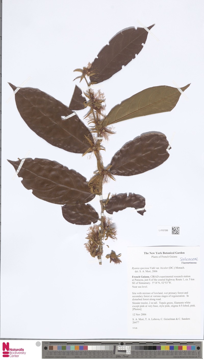 Ryania speciosa var. bicolor photo 3