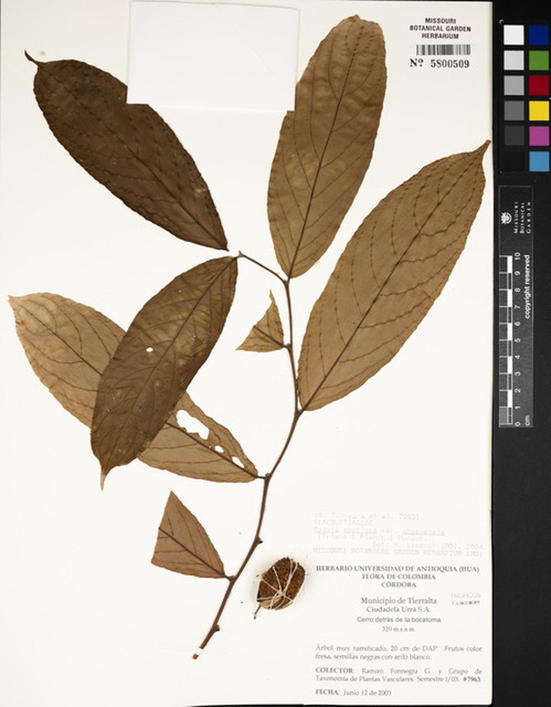Ryania speciosa var. chocoensis
