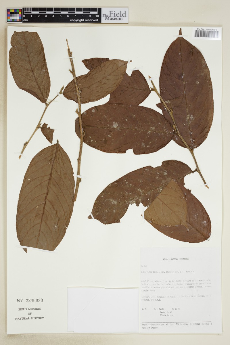 Ryania speciosa var. chocoensis photo 2
