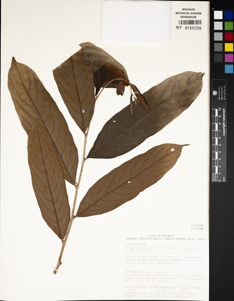 Ryania speciosa var. chocoensis photo 3