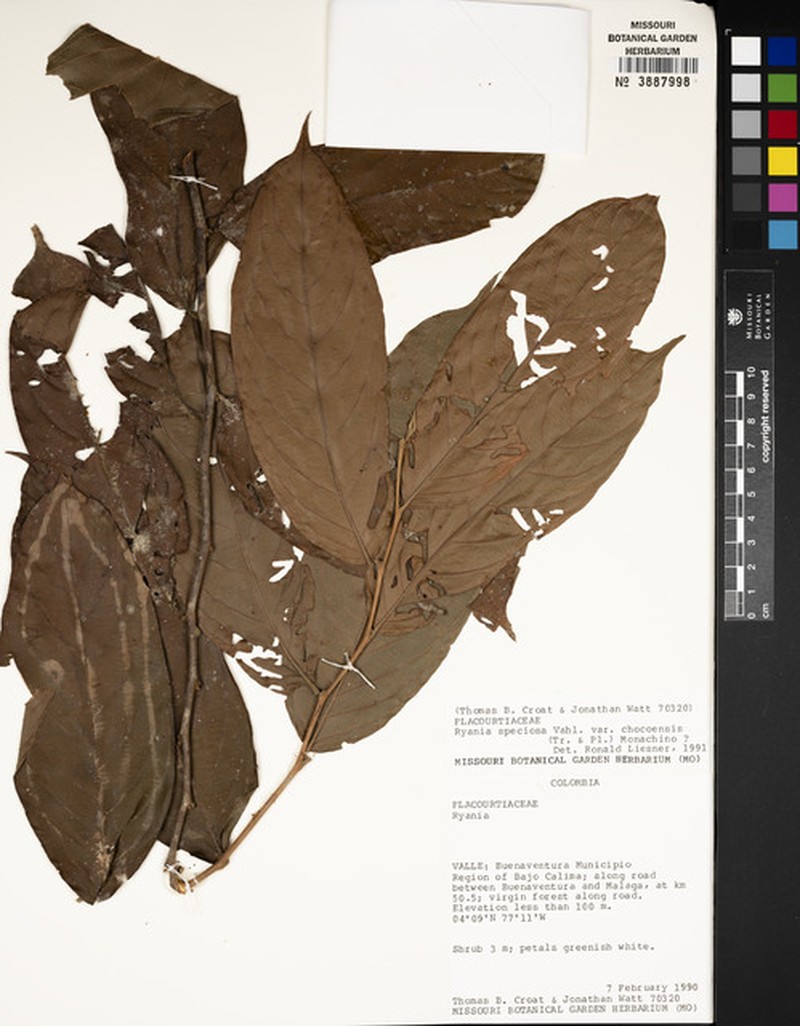 Ryania speciosa var. chocoensis photo 4
