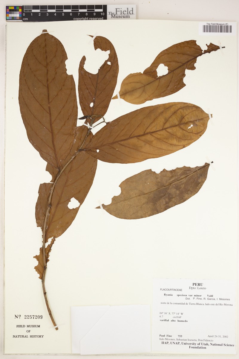Ryania speciosa var. minor