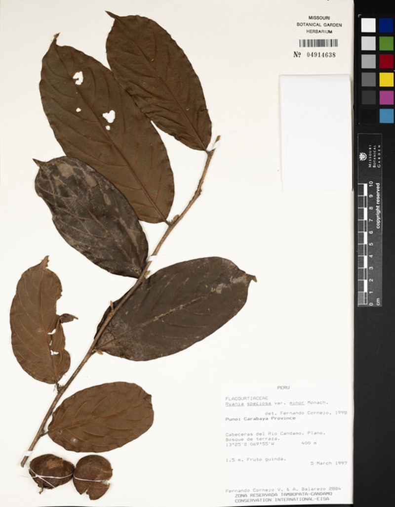 Ryania speciosa var. minor photo 2