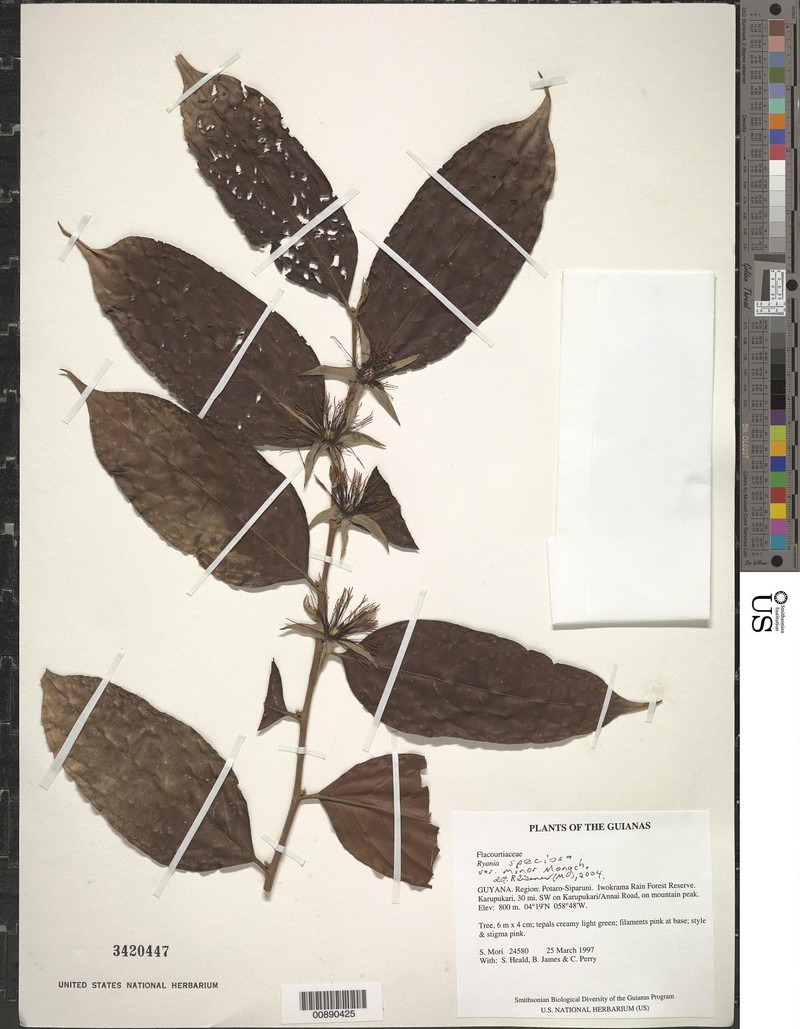 Ryania speciosa var. minor photo 3