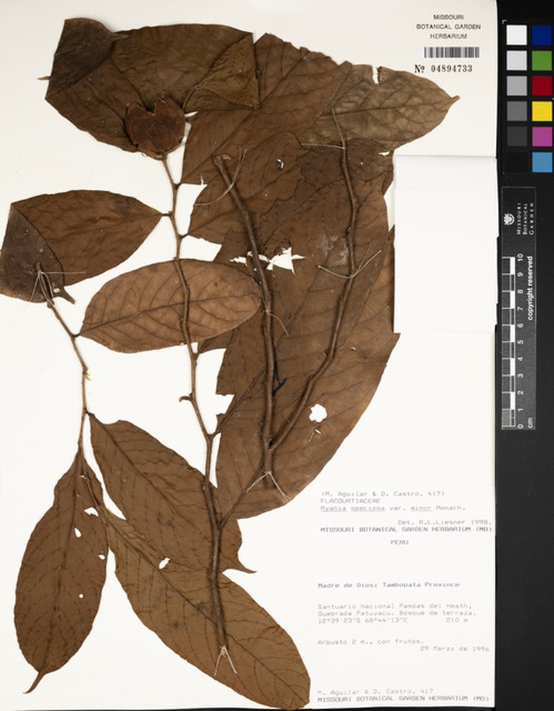 Ryania speciosa var. minor photo 4