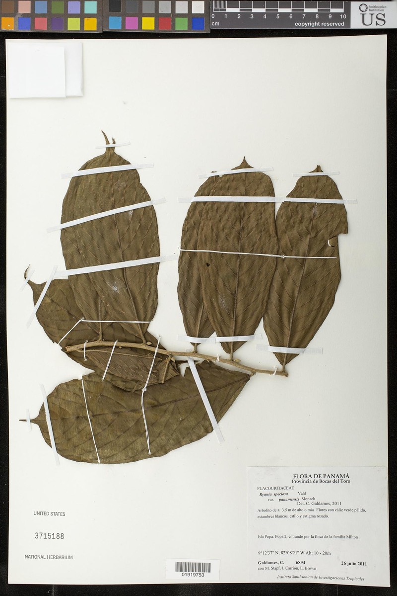 Ryania speciosa var. panamensis