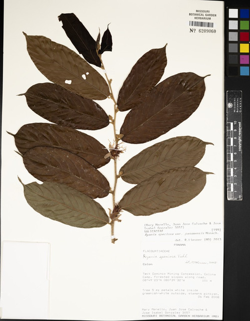 Ryania speciosa var. panamensis photo 2