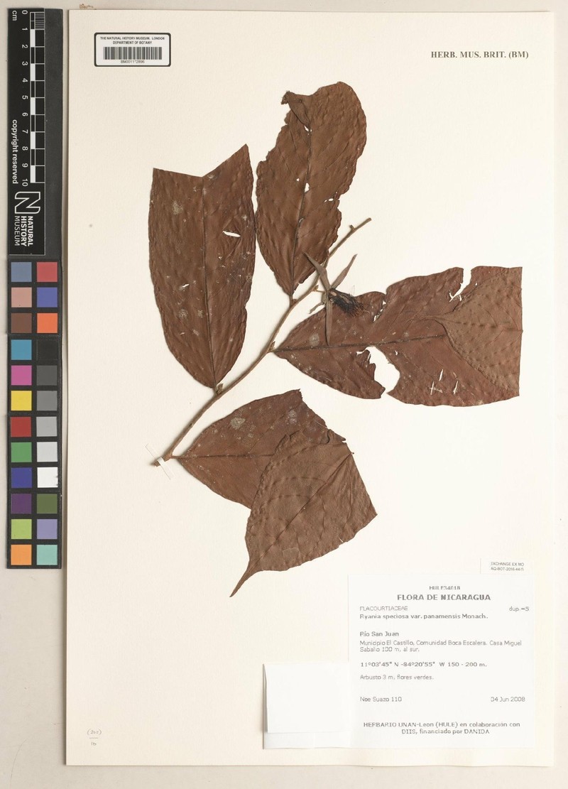 Ryania speciosa var. panamensis photo 3
