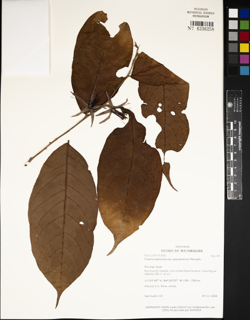 Ryania speciosa var. panamensis photo 4