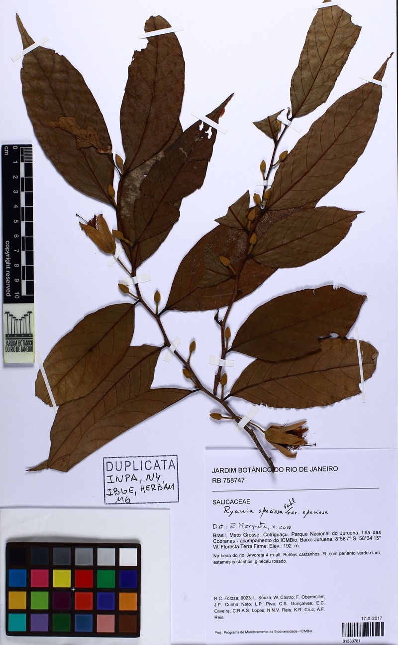 Ryania speciosa var. speciosa