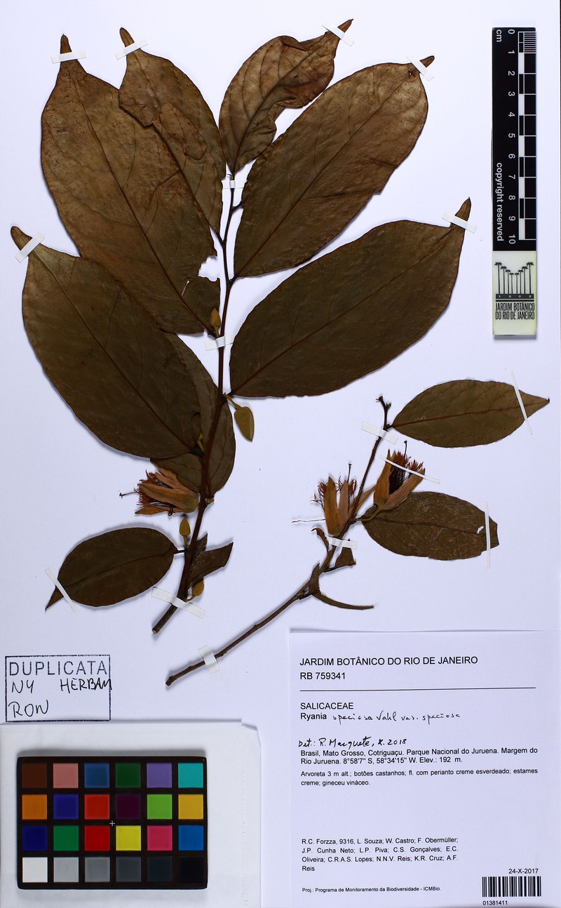 Ryania speciosa var. speciosa photo 2