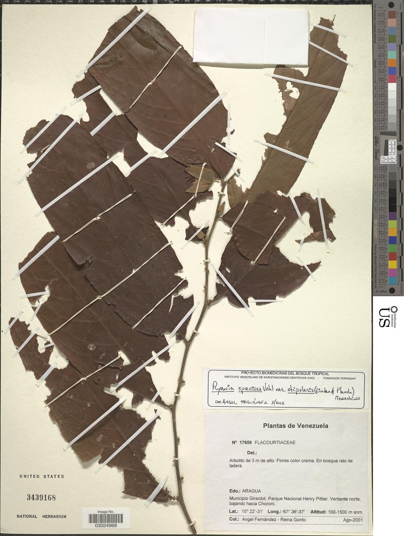 Ryania speciosa var. stipularis