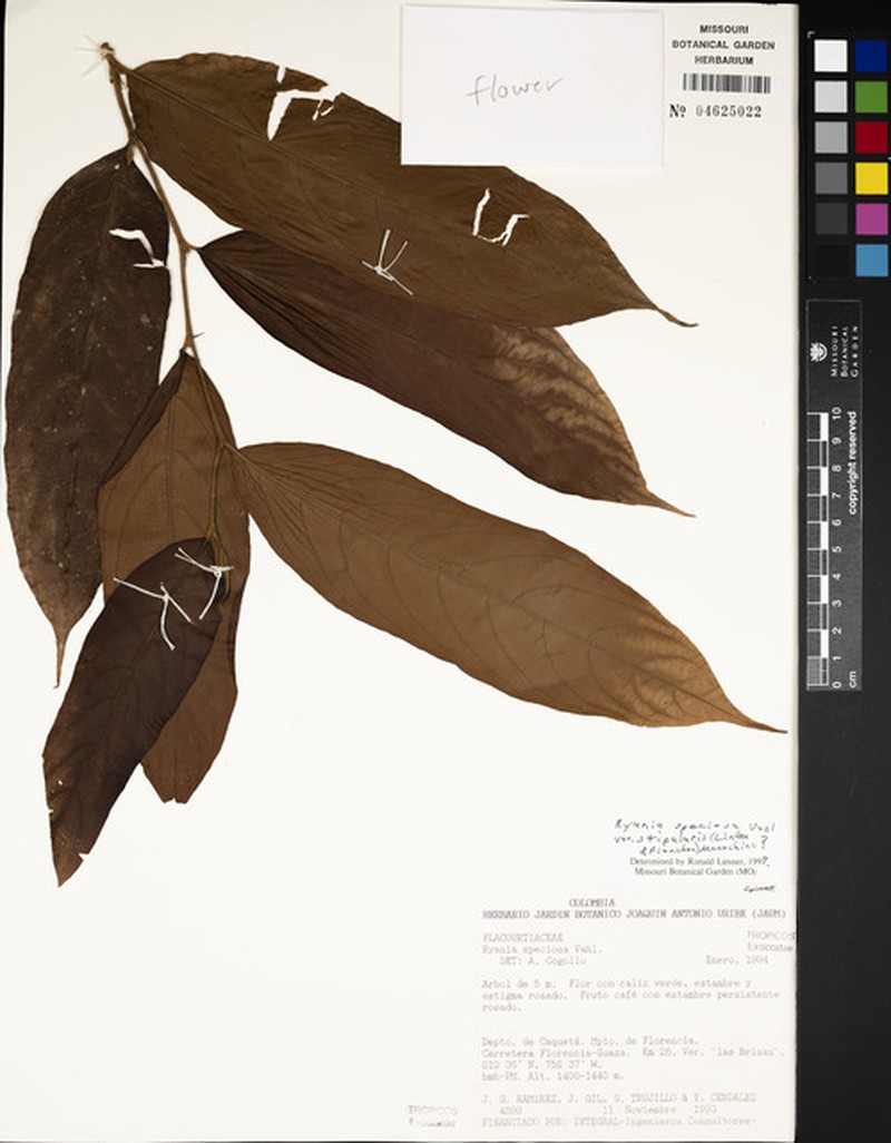 Ryania speciosa var. stipularis photo 2