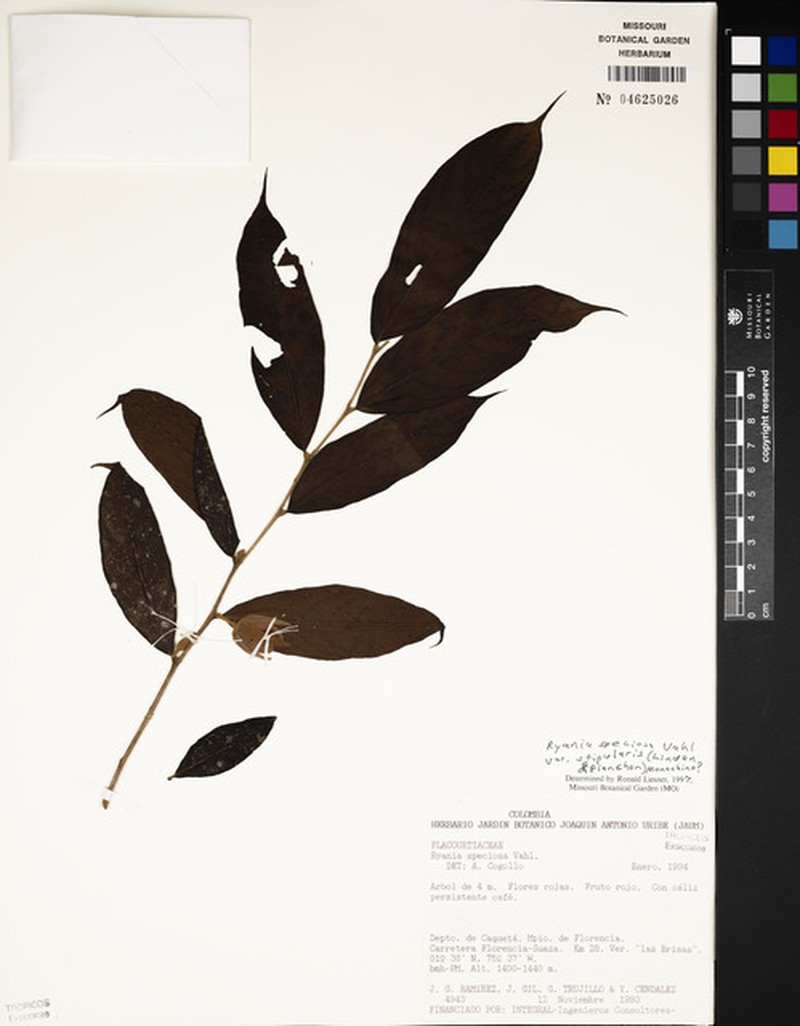 Ryania speciosa var. stipularis photo 3
