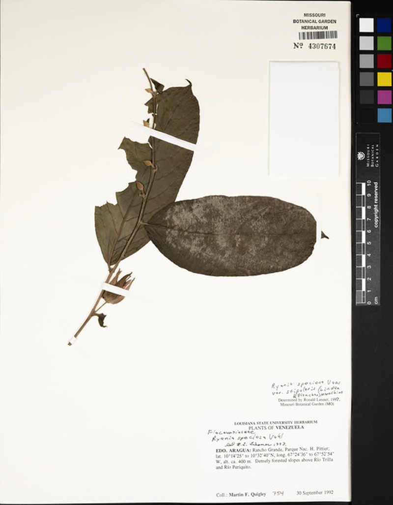 Ryania speciosa var. stipularis photo 4