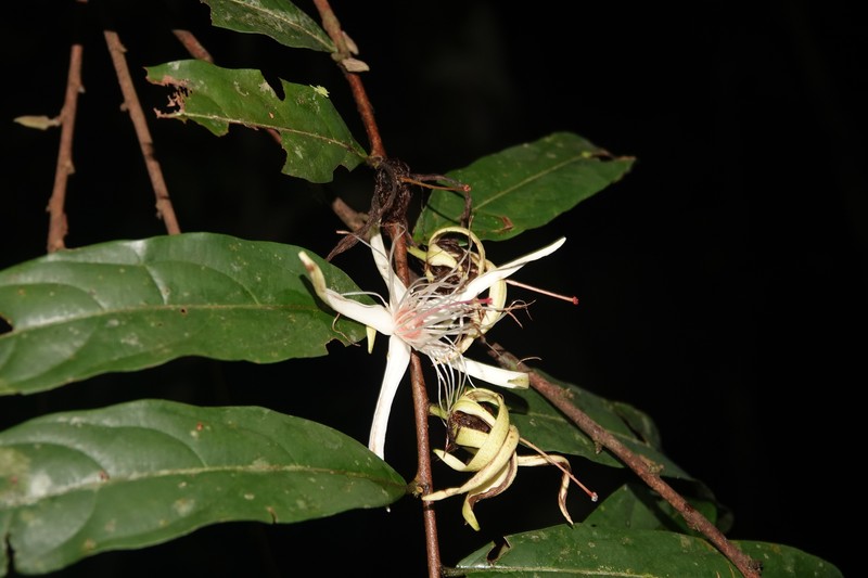 Ryania speciosa var. subuliflora