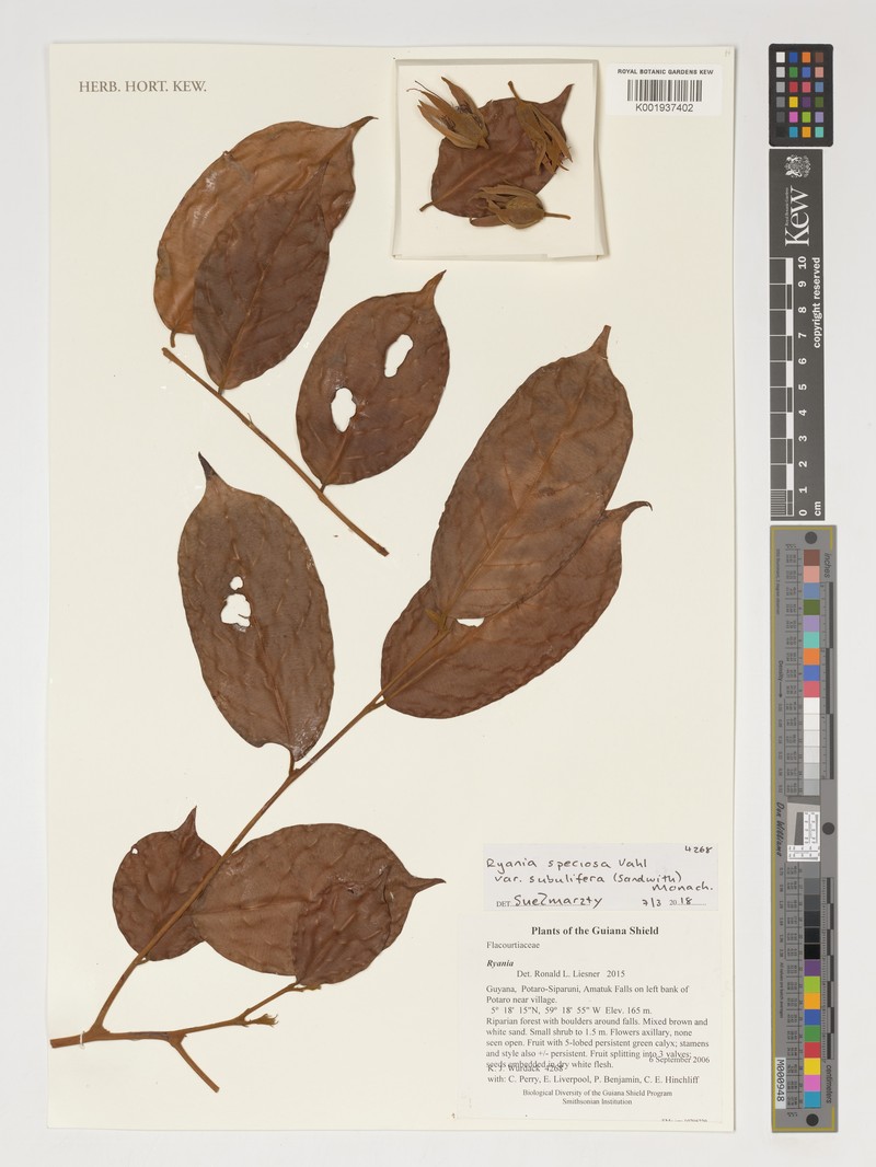 Ryania speciosa var. subuliflora photo 2