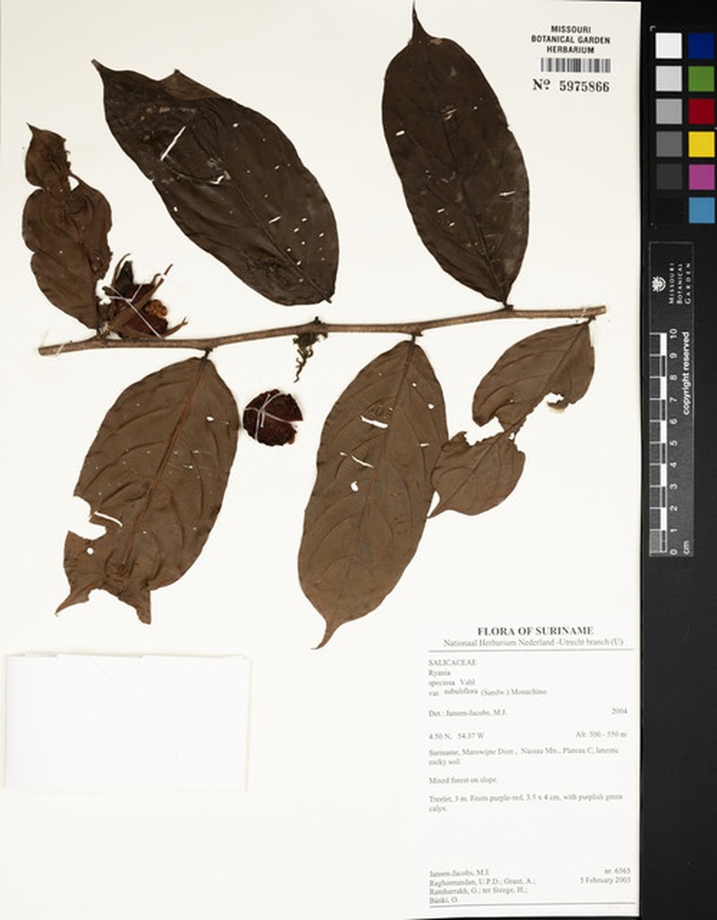 Ryania speciosa var. subuliflora photo 3
