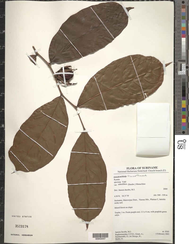 Ryania speciosa var. subuliflora photo 4