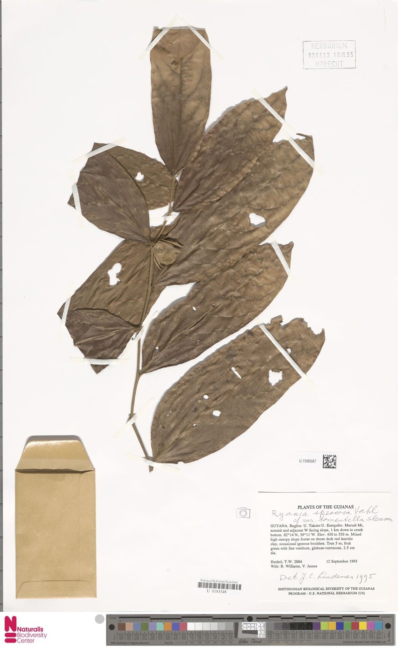 Ryania speciosa var. tomentella
