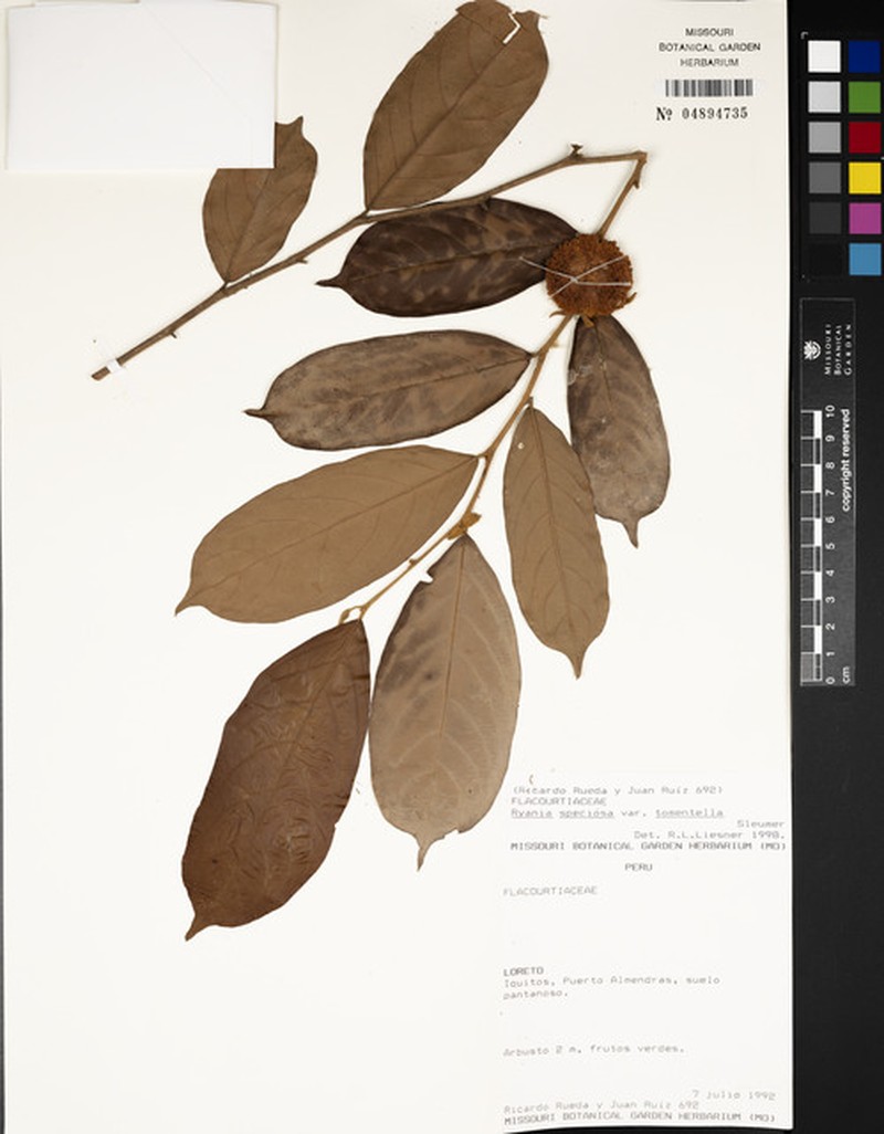Ryania speciosa var. tomentella photo 2