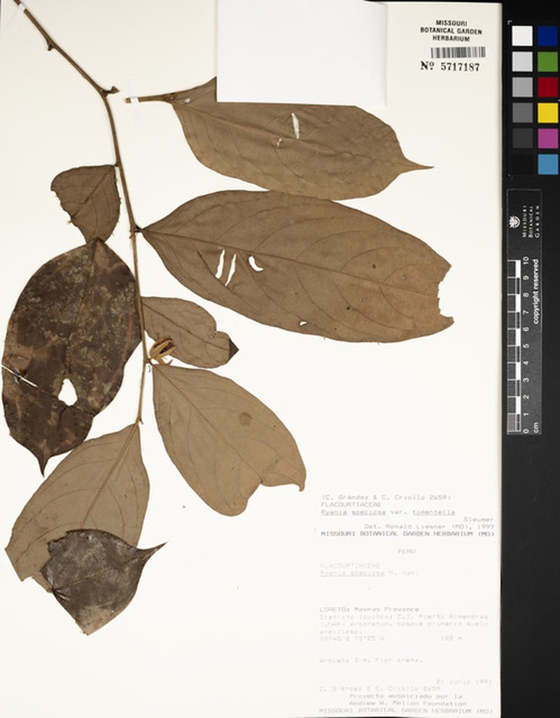 Ryania speciosa var. tomentella photo 3