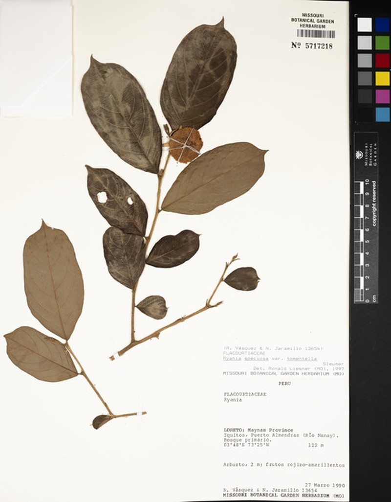 Ryania speciosa var. tomentella photo 4