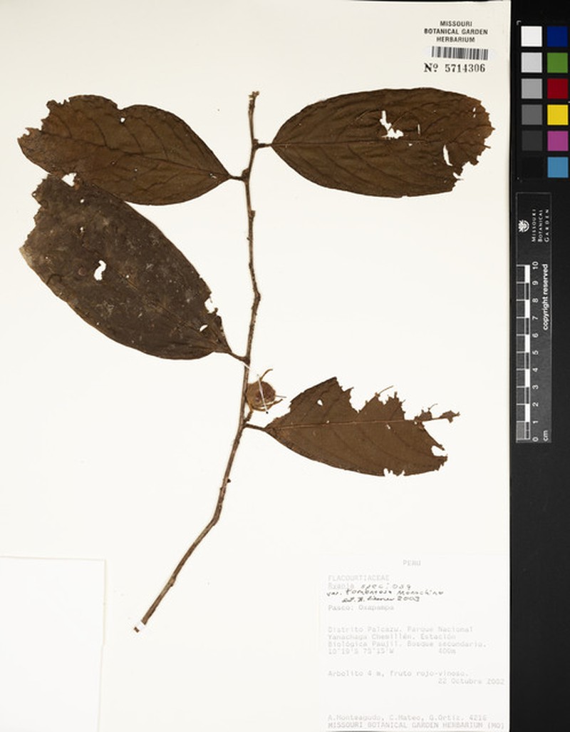 Ryania speciosa var. tomentosa