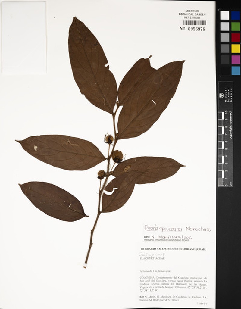 Ryania spruceana
