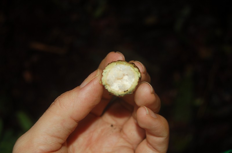 Ryania spruceana photo 2